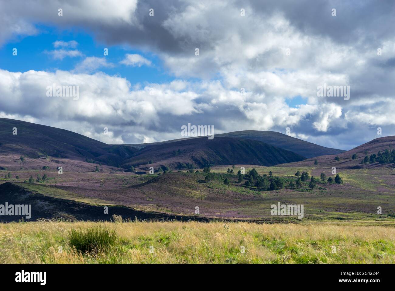 Heather sul Cairngorm Mountain Range Foto Stock