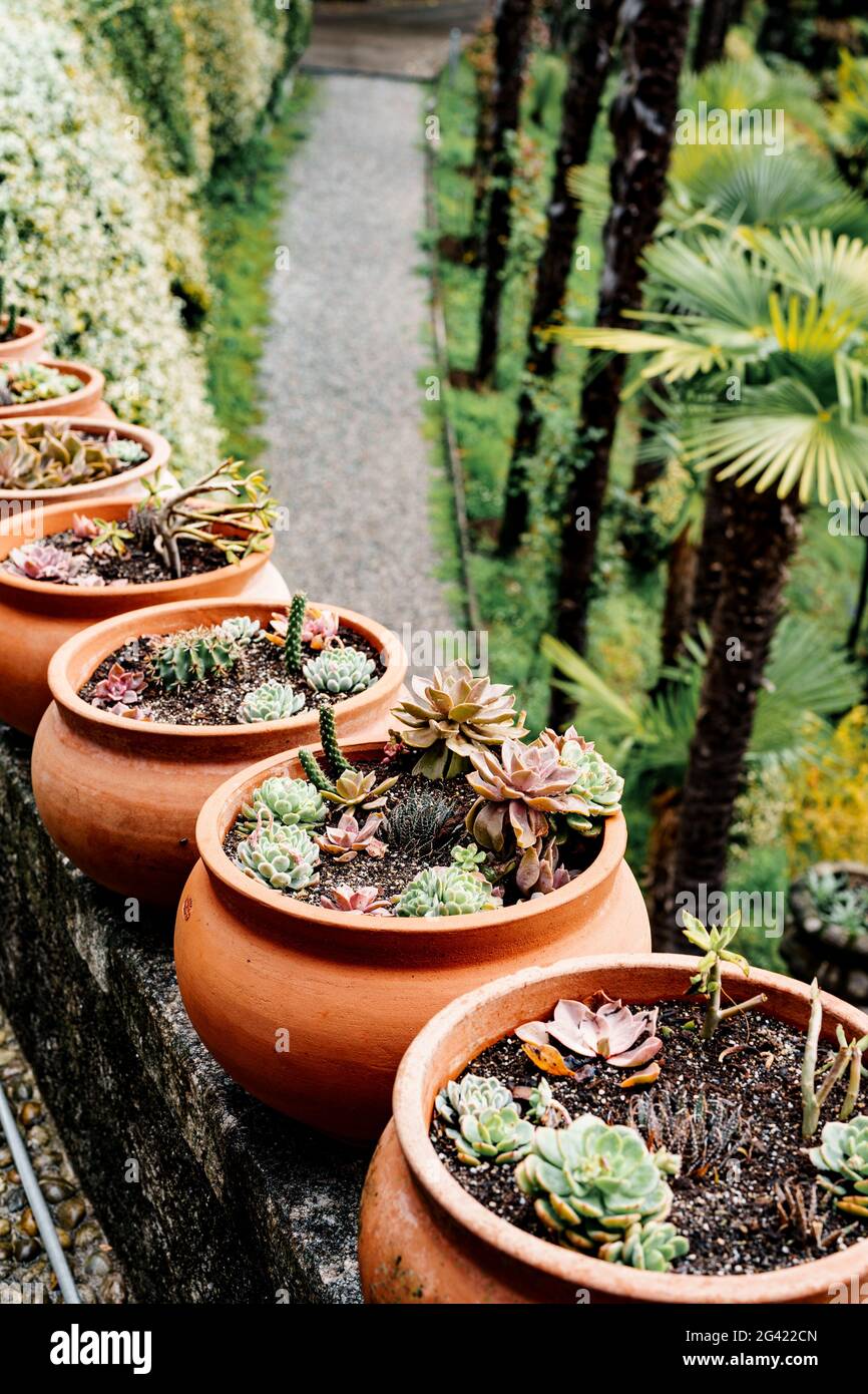 Una fila di vasi di fiori di argilla con succulenti e cactus. Foto Stock