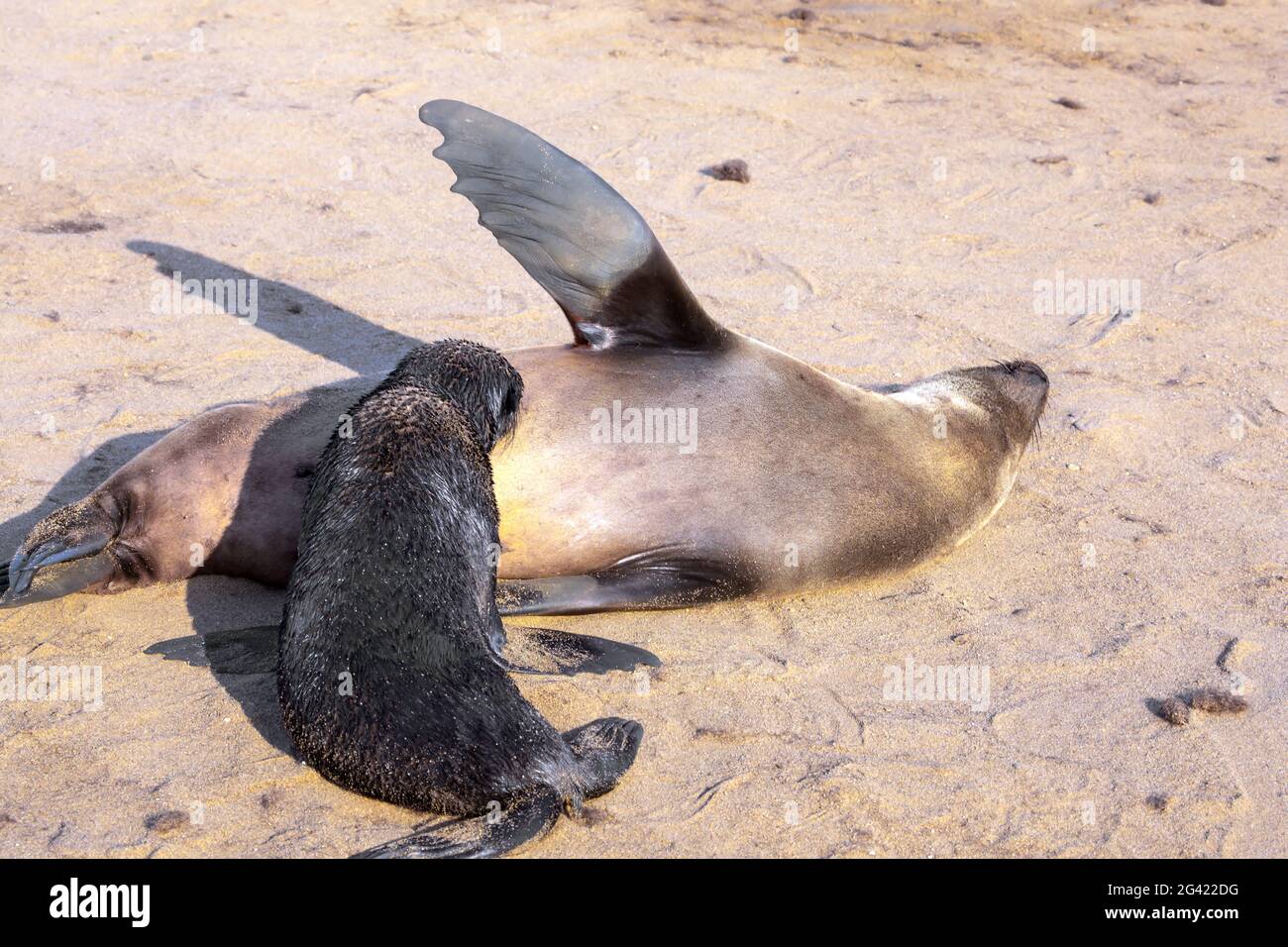 Animali grandi - foche allevate Foto Stock