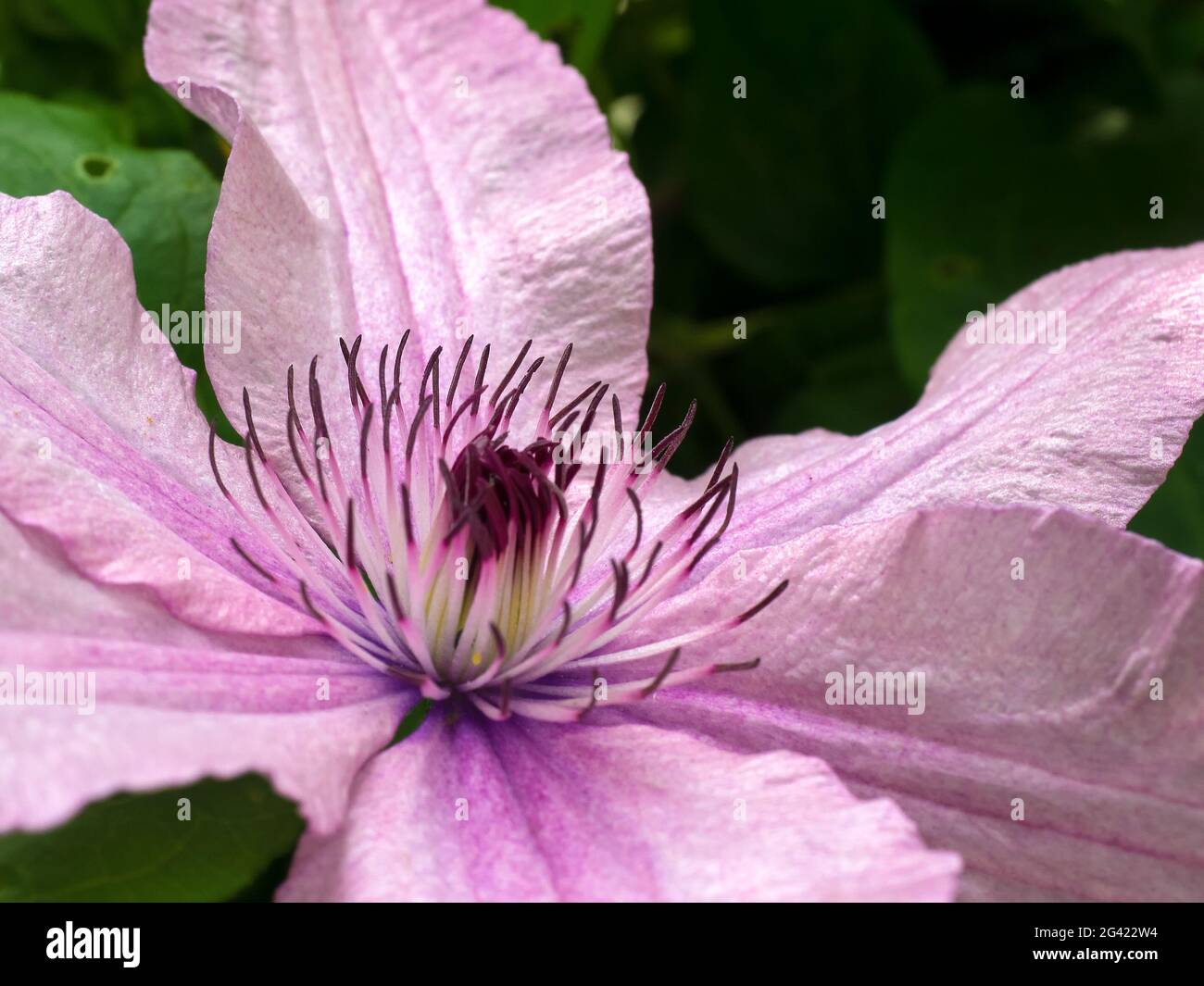 Primo piano di un Clematis rosa in piena fioritura Foto Stock