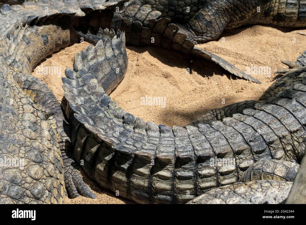 Coccodrillo del Nilo (Crocodylus niloticus) presso il Bioparco Fuengirola Foto Stock