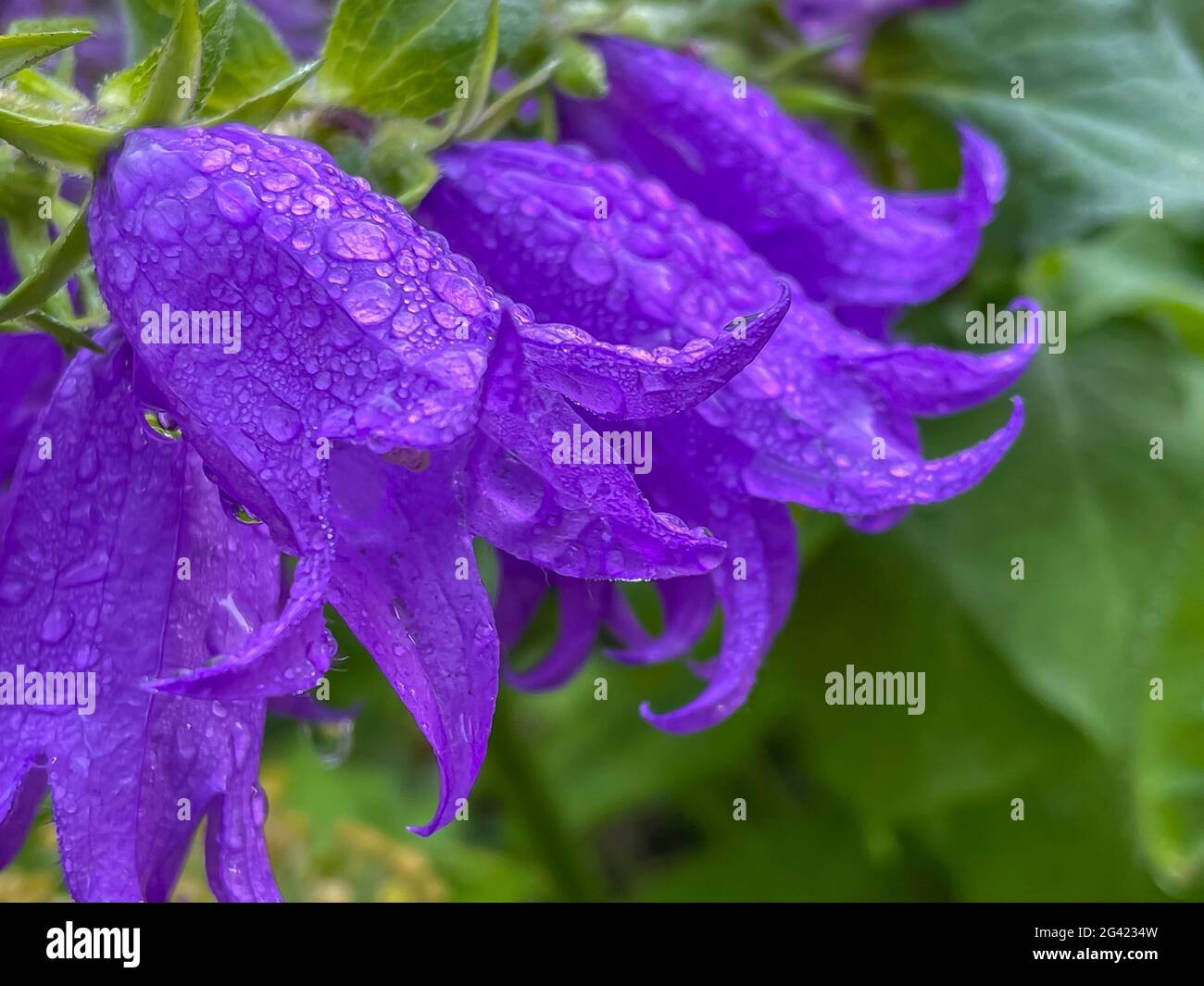 Campanula medium, nome comune Canterbury Bells, è una pianta di fioritura annuale o biennale del genere Campanula, appartenente alla famiglia Campanulaceae Foto Stock