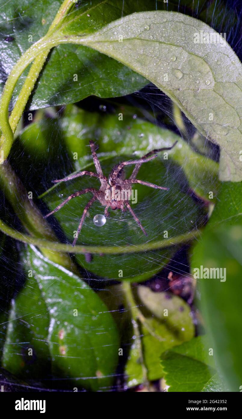 Aglaoctenus è un genere di ragni di lupo che si trovano nei giardini Foto Stock