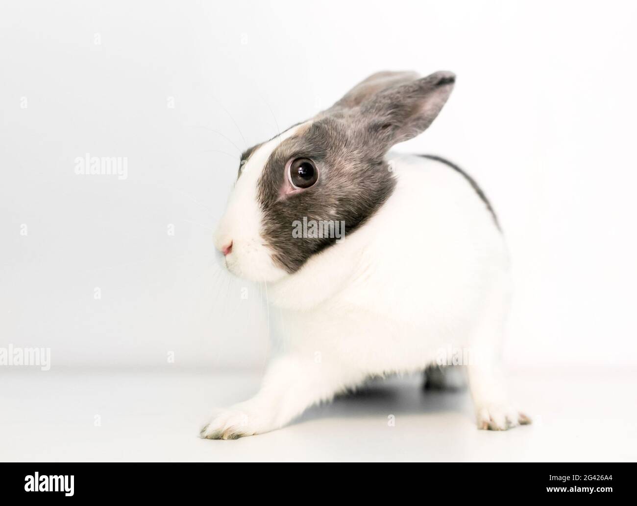 Un coniglio domestico dell'animale domestico che sta in piedi in una posizione tesa con un'espressione nervosa Foto Stock
