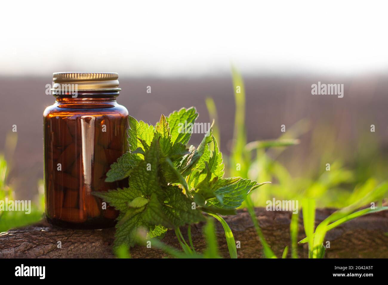 Capsule con ortica, medicina naturale - Medicina erboristica. Foto Stock