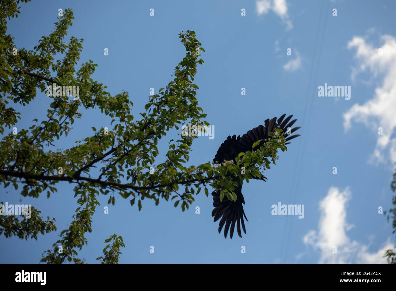 Il corvo vola dal ramo. L'apertura alare del corvo nero. Un uccello nel cielo. Un segno mistico. Foto Stock