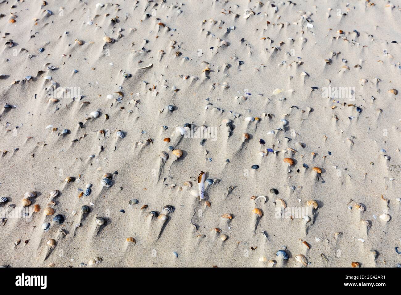 Conchiglie soffiate nella sabbia, spiaggia, vento, Spiekeroog, Frisia orientale, Bassa Sassonia, Germania Foto Stock