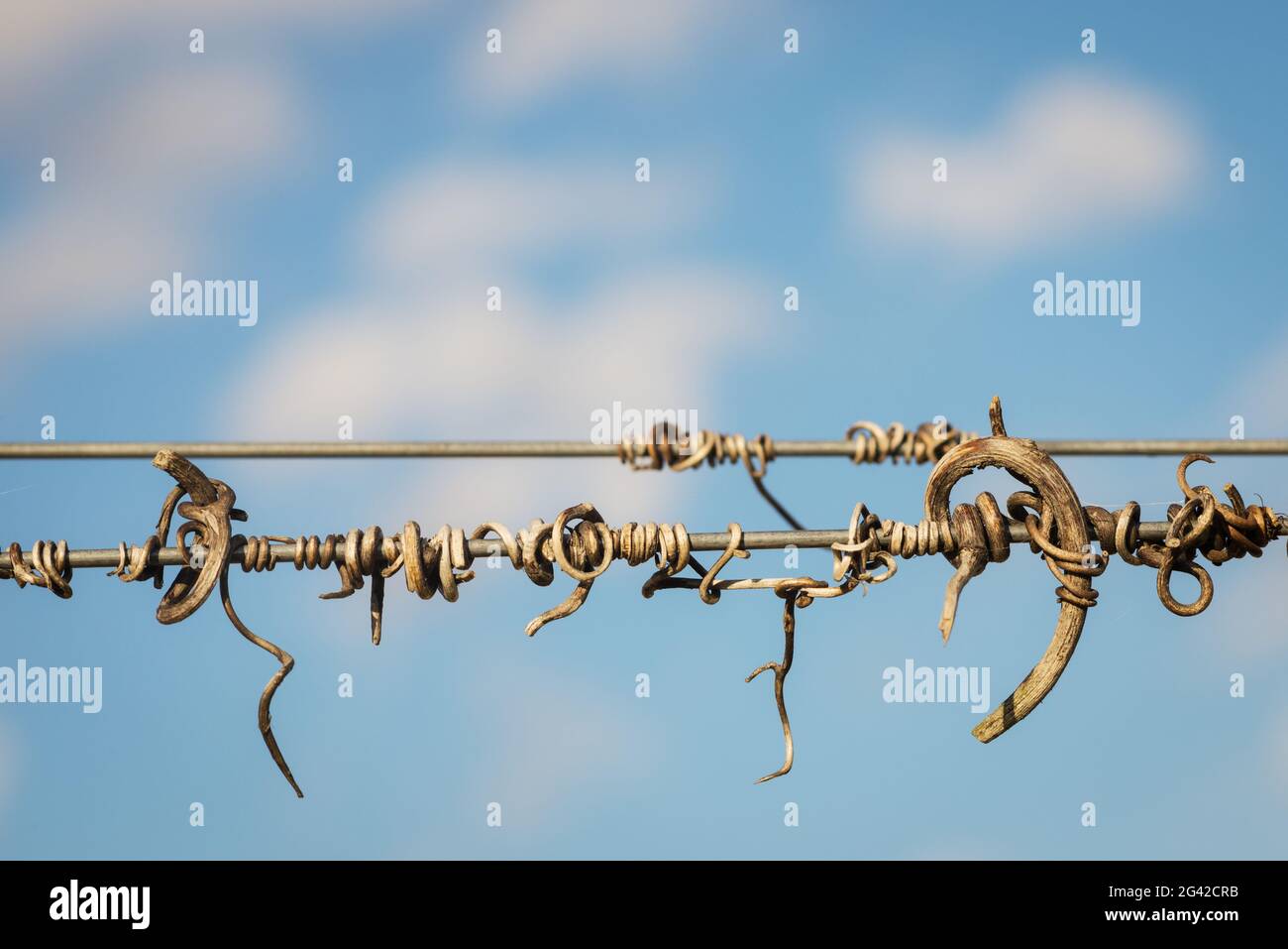 Taglio viti crook sul filo guida nel vigneto Foto Stock