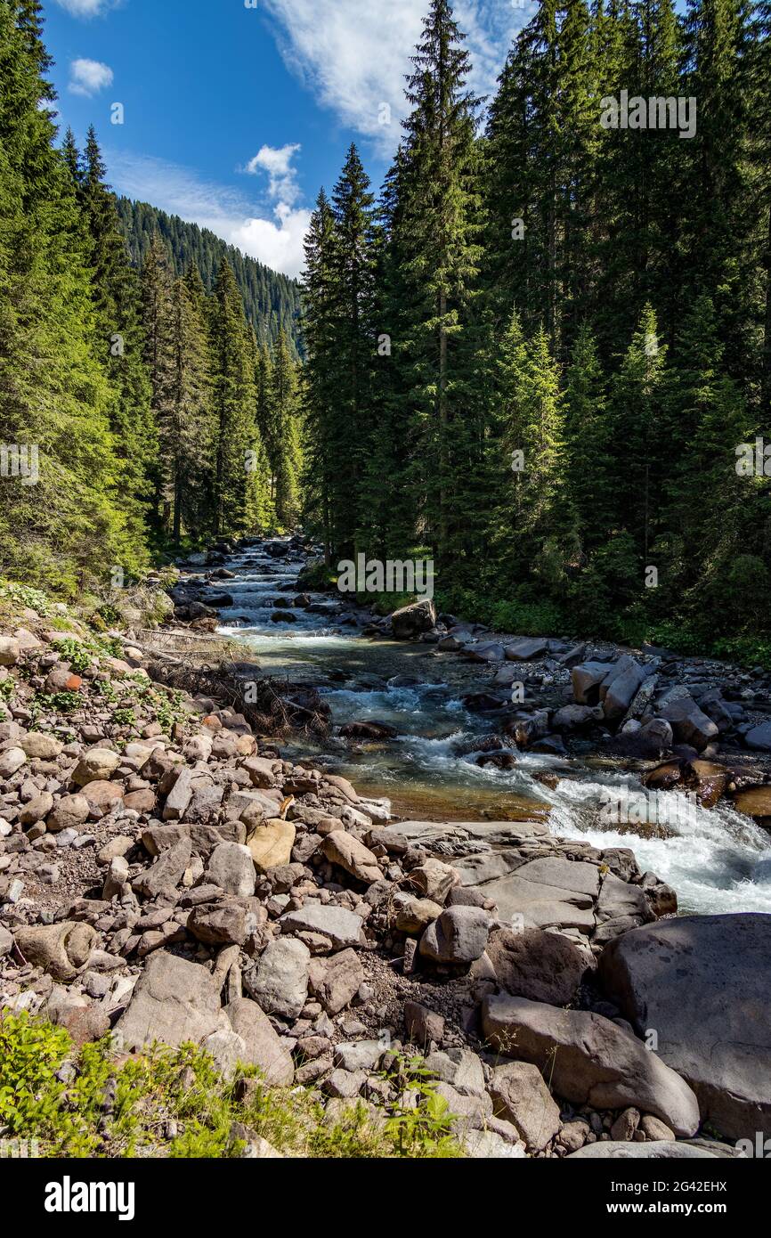 Vista sul fiume o sul torrente nel Parco Naturale del Paneveggio pale di San Martino in Tonadico, Trentino, Italia Foto Stock