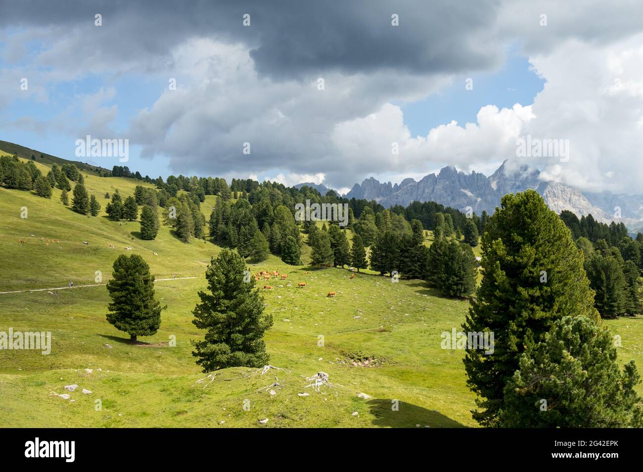 Paesaggio del Parco Naturale del Paneveggio pale di San Martino in Tonadico, Trentino, Italia Foto Stock
