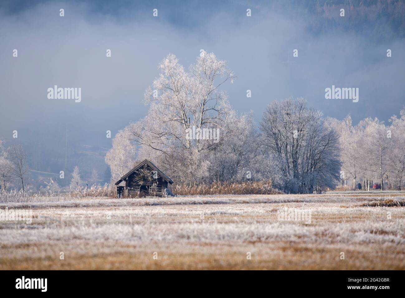 Vista sul paesaggio culturale coperto di brughiera del Moore Loisach-Kochelsee e sui prati foraggeri, Baviera, Germania. Foto Stock