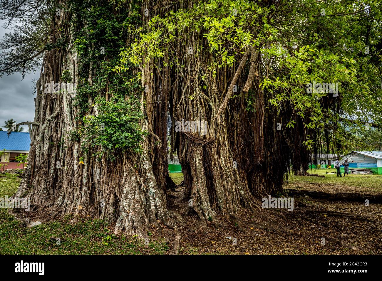 Le radici di un albero baniano, Efate, Vanuatu, Sud Pacifico, Oceania Foto Stock