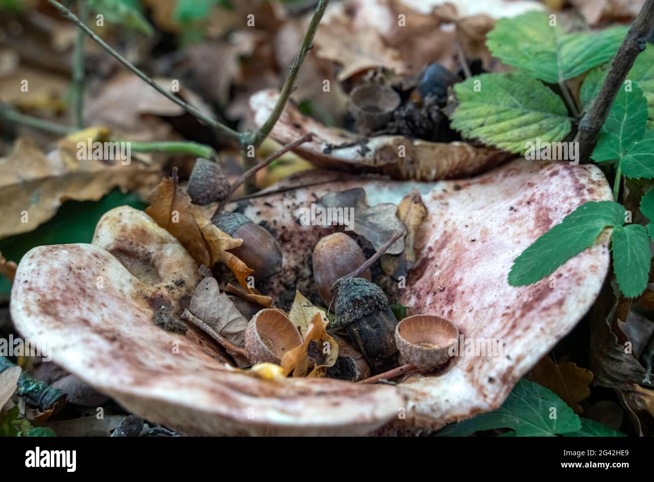 Fungo della mensola, anche chiamato fungo della mensola (basidiomicete) che cresce su un albero caduto Foto Stock