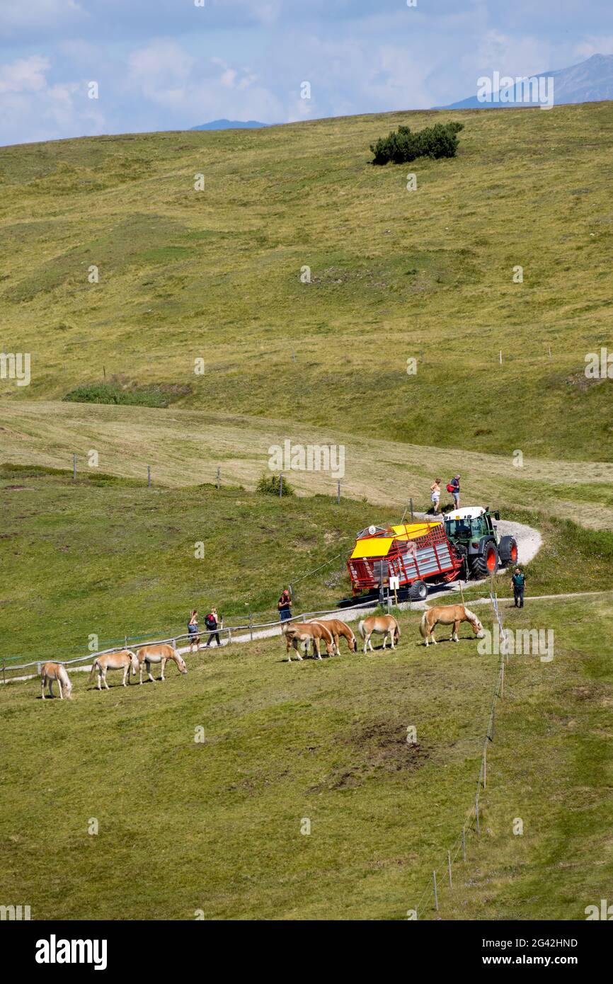 Ortesei ST ULRICH, ALTO ADIGE/ITALIA - 8 AGOSTO : la gente che guarda i cavalli Palomino nelle Dolomiti vicino a Ortesei St Ulrich, Sou Foto Stock