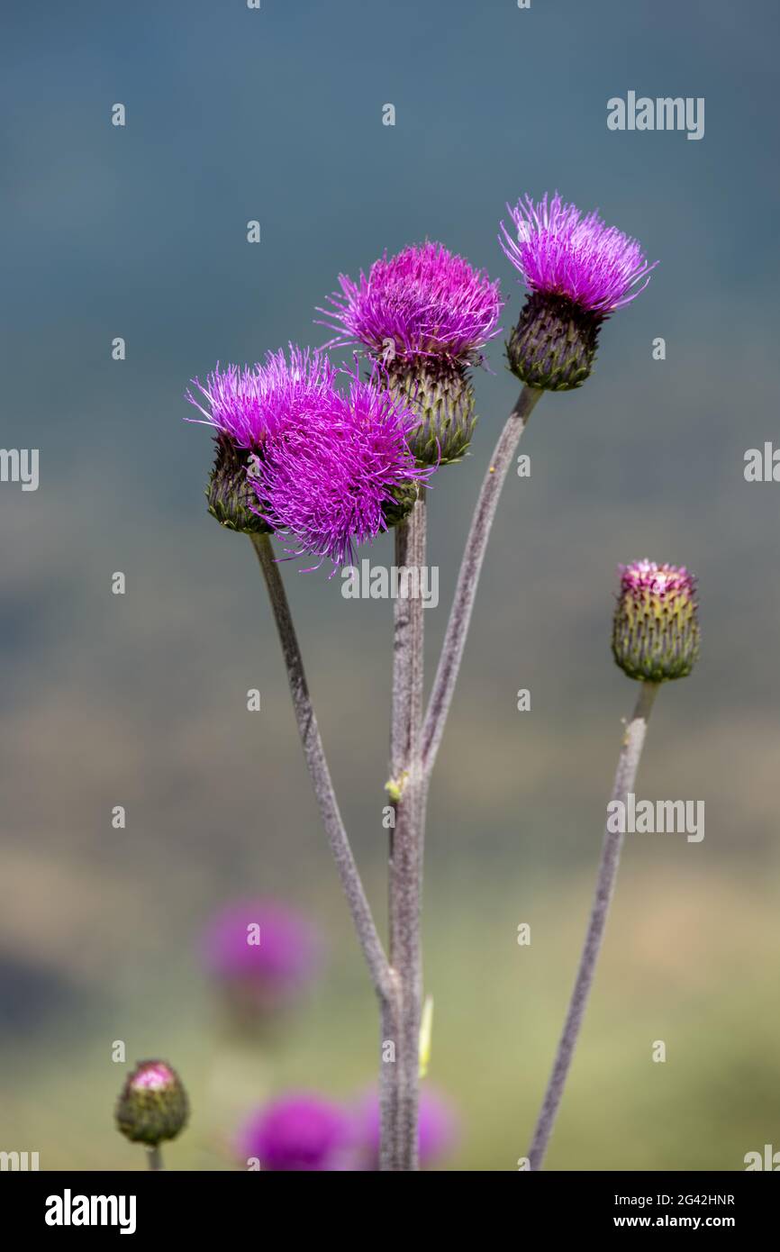 I thistles alpini (Carduus defloratus) crescono selvaggi nelle Dolomiti Foto Stock