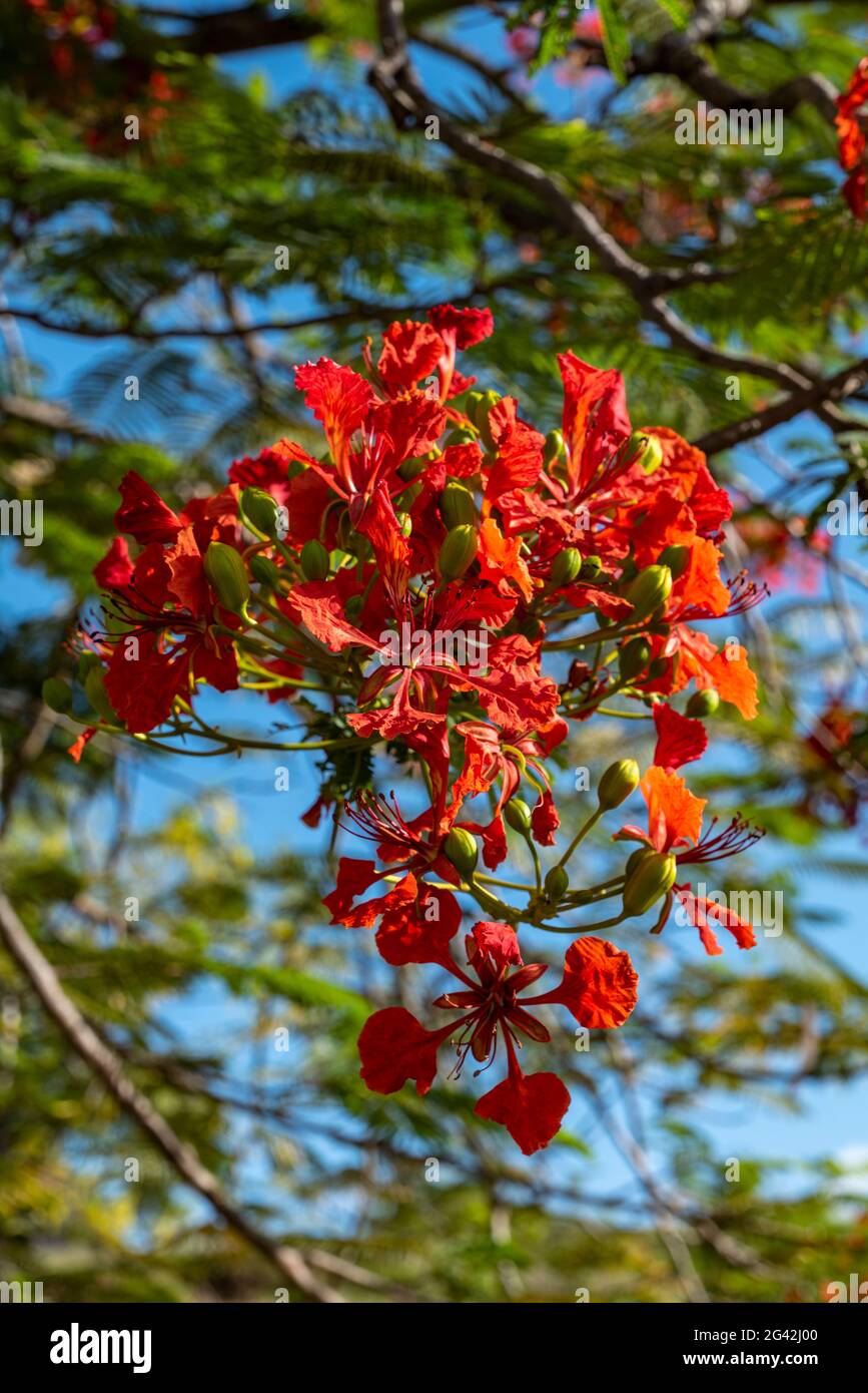 Fiori di un magnifico albero di fiamma rossa (regione di Delonix), Taiohae,  Nuku Hiva, Isole Marquesas, Polinesia francese, Sud Pacifico Foto stock -  Alamy