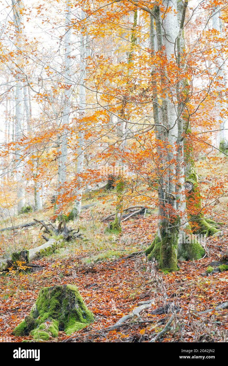 La faggeta dell'Almtal superiore austriaca risplende nei più bei colori autunnali, l'Austria superiore Foto Stock