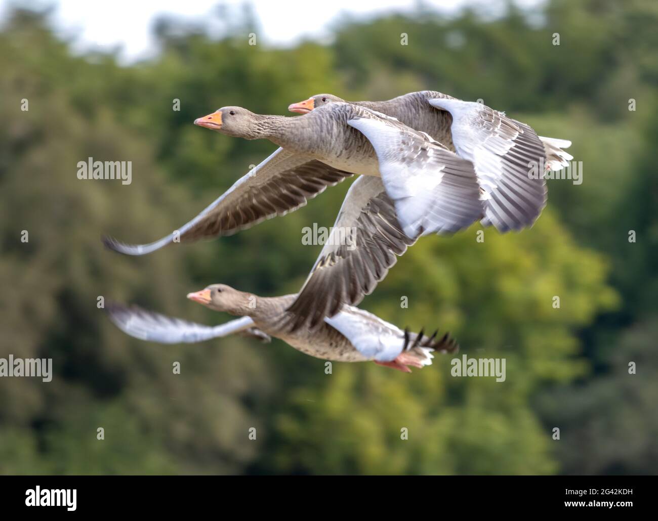 Oche di grigiadino (Anser anser) volare su un campo di grano recentemente raccolto Foto Stock