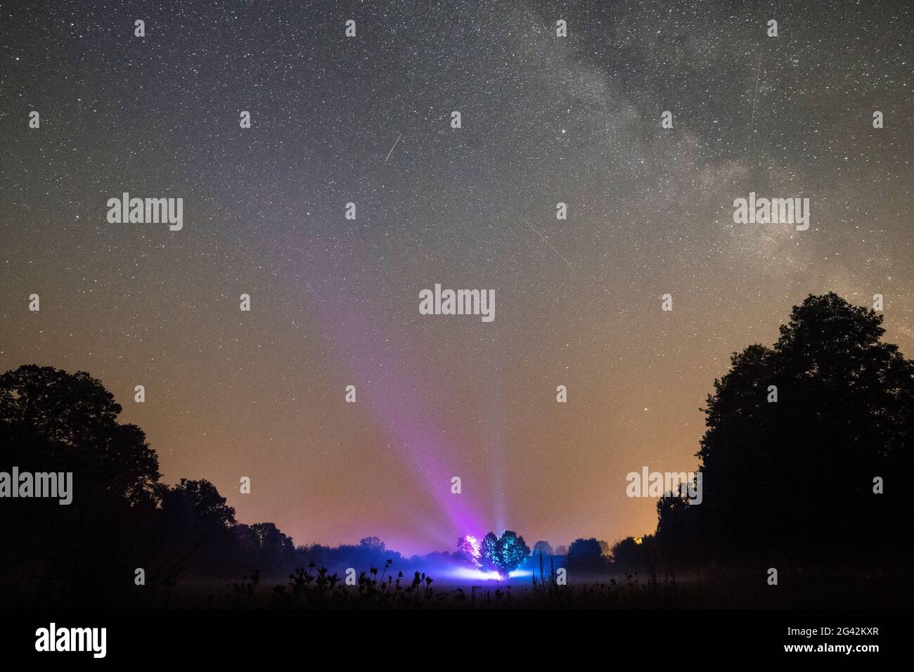 Albero di fronte a un cielo stellato senza nuvole con spettacolo laser, Germania, Brandeburgo, Spreewald Foto Stock