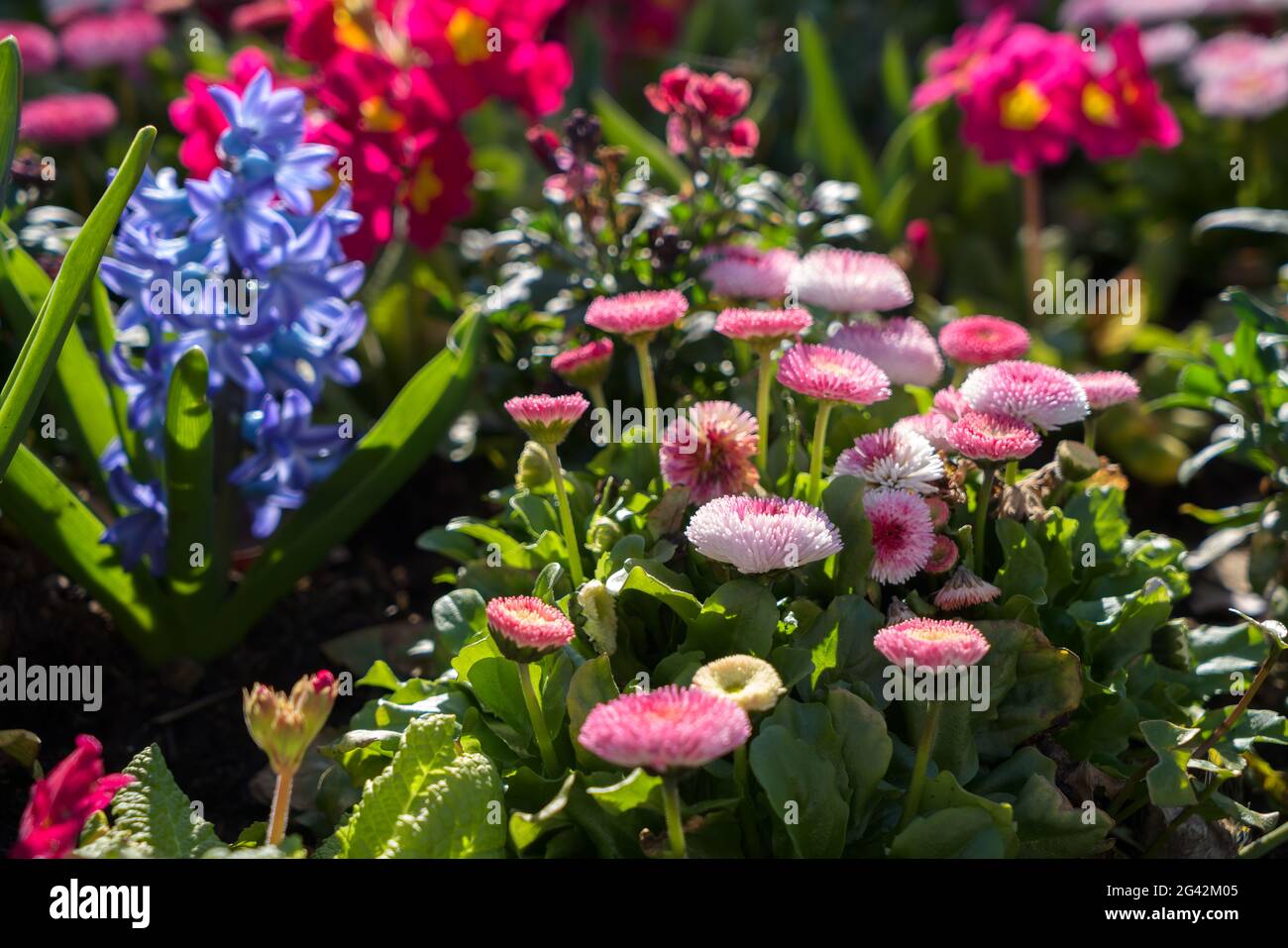 Fiori primaverili che fioriscono in un letto fiorito in East Grinstead Foto Stock