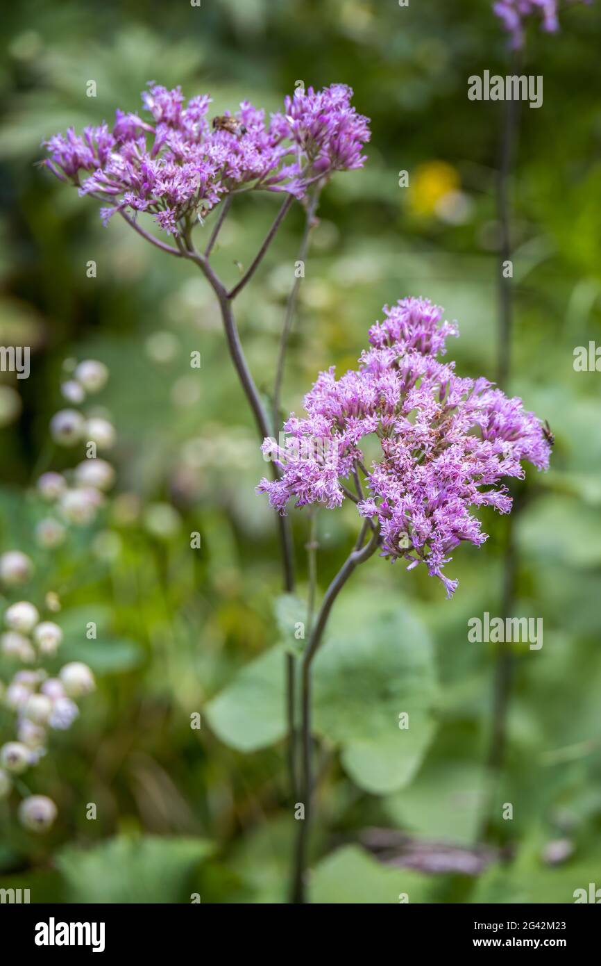 Adenostyes alliariae fiori che crescono selvaggi nelle Dolomiti Foto Stock