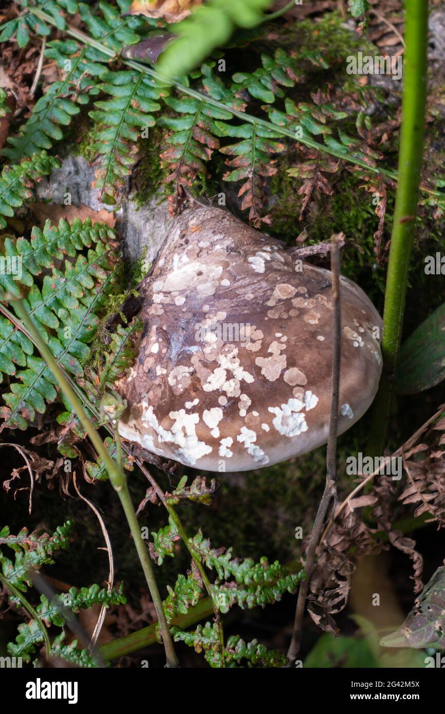 Fungo della mensola, anche chiamato fungo della mensola (basidiomicete) che cresce su un albero caduto Foto Stock