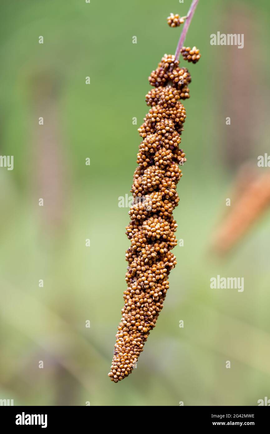 Fern sensibile (Onoclea sensibilis) che cresce in un giardino in Italia Foto Stock