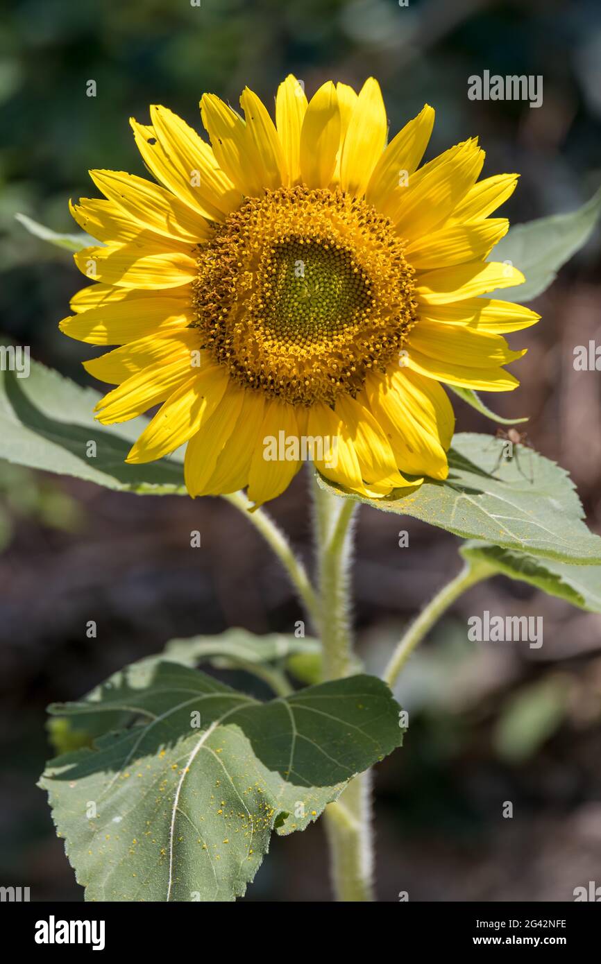 Girasole in fiore in un giardino in Italia Foto Stock
