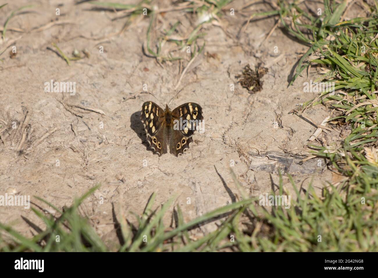 Farfalla di legno punteggiato (Pararge aegeria) che riposa sulla terra sotto il sole primaverile Foto Stock