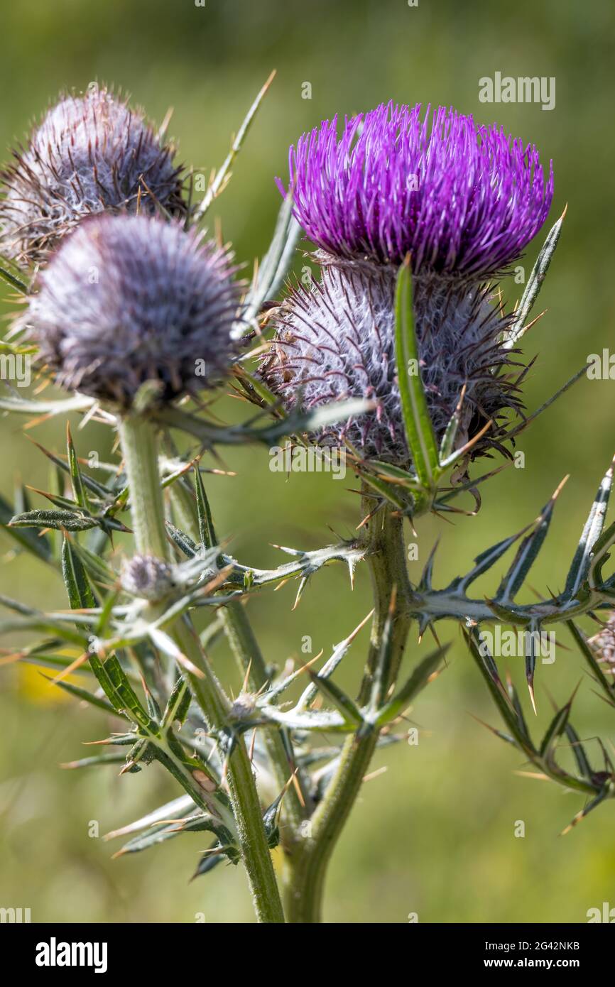 Il cardo (Cirsium eriophorum) cresce selvatico nelle Dolomiti Foto Stock