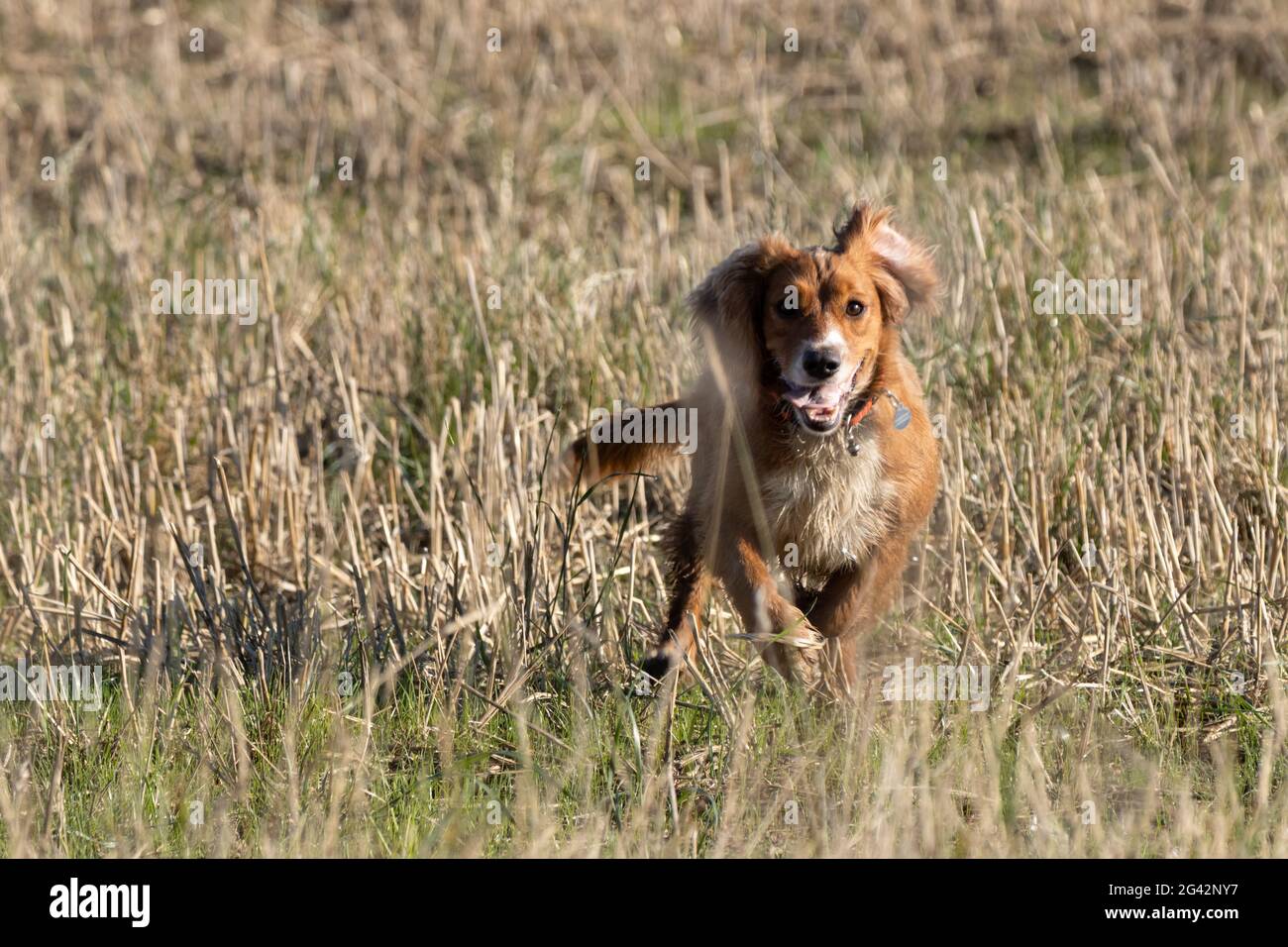 Cane che corre attraverso un campo di grano recentemente raccolto vicino Oriente Grinstead Foto Stock