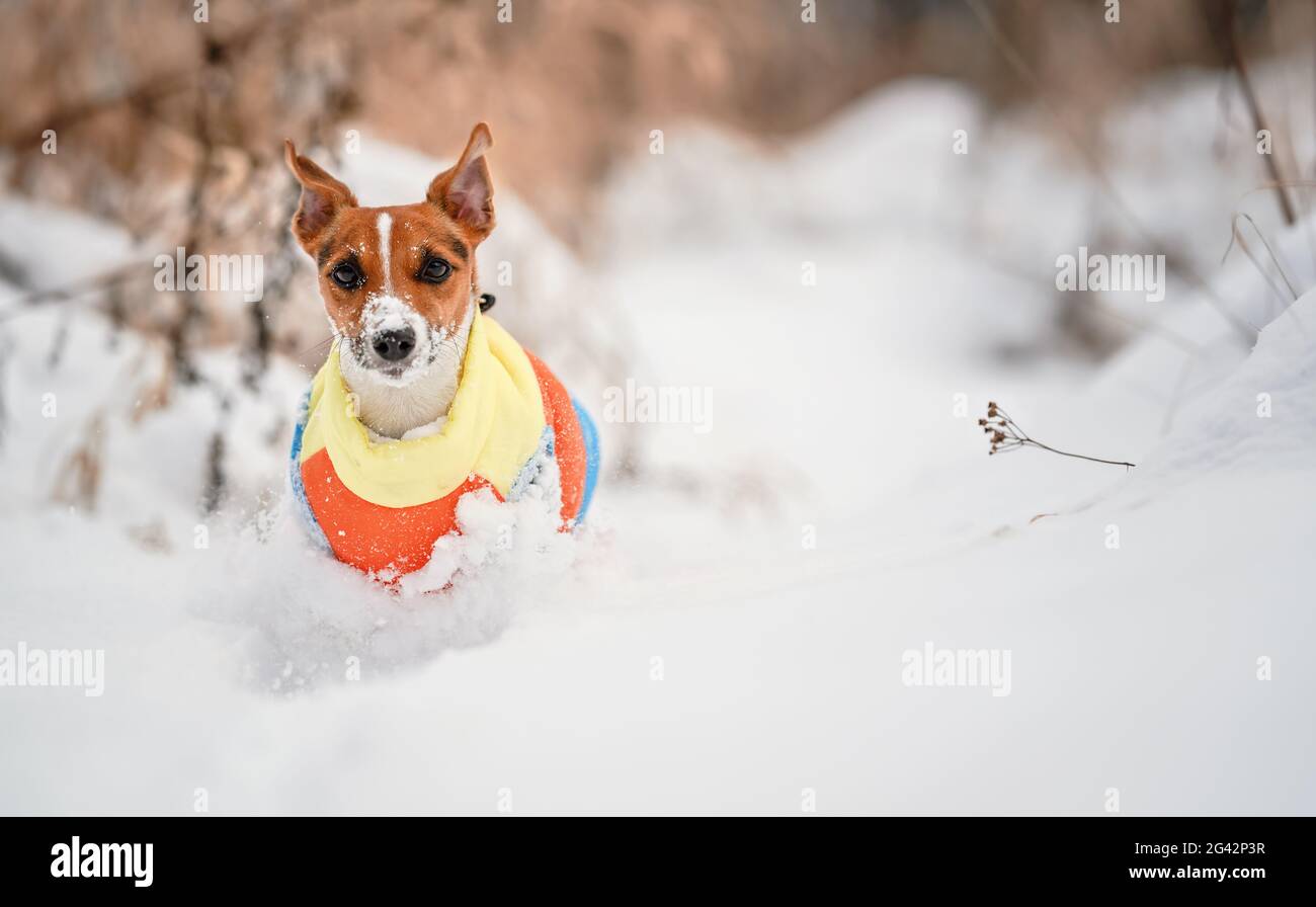Jack Russell terrier camminando in un campo coperto di neve profonda verso la macchina fotografica, indossando abiti caldi invernali Foto Stock