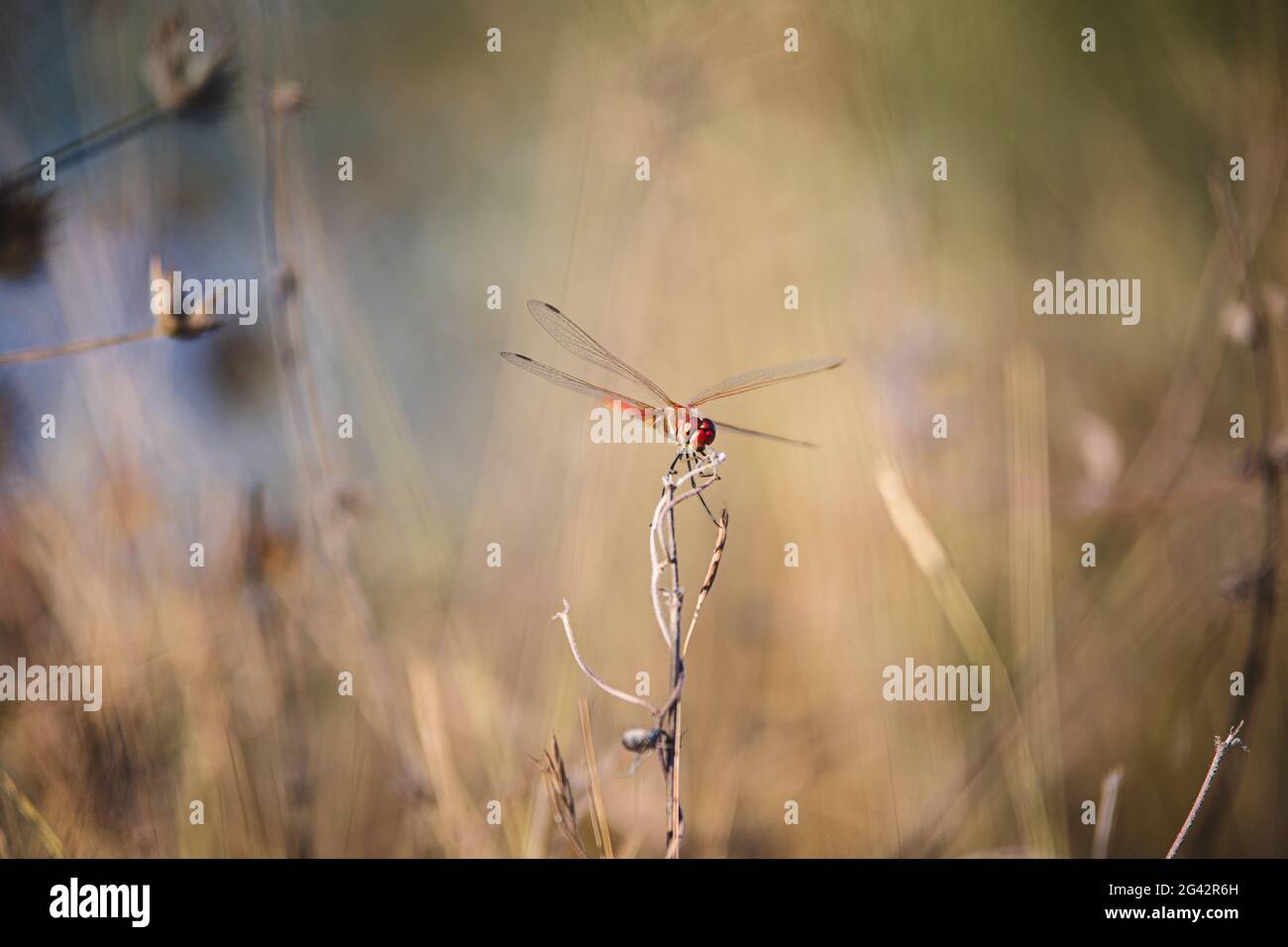 Dragon-fly riposante su un ramo Foto Stock