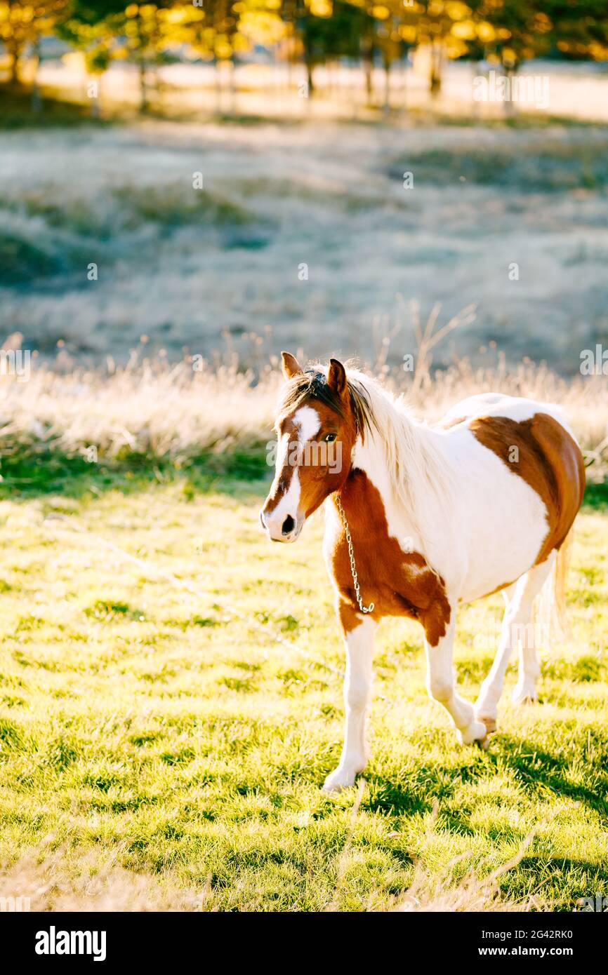 Un cavallo di colore marrone-bianco cammina in un prato alla luce del tramonto. Foto Stock