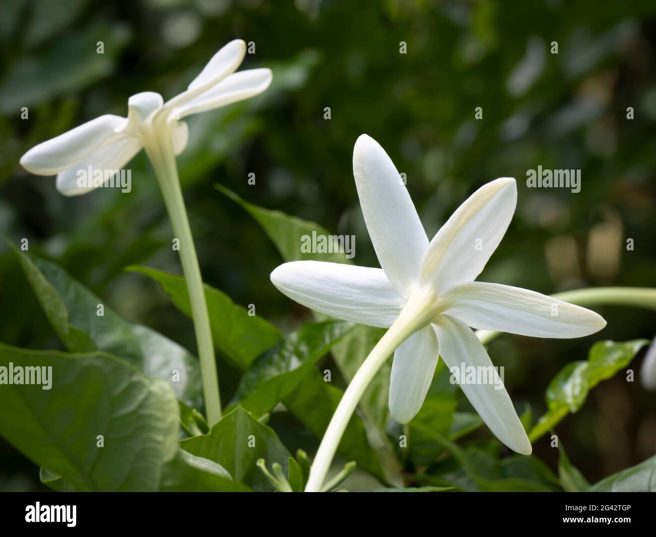 Primo piano di fiori bianchi di sambac jasmine (Jasminum sambac) contro foglie verdi verdeggianti Foto Stock