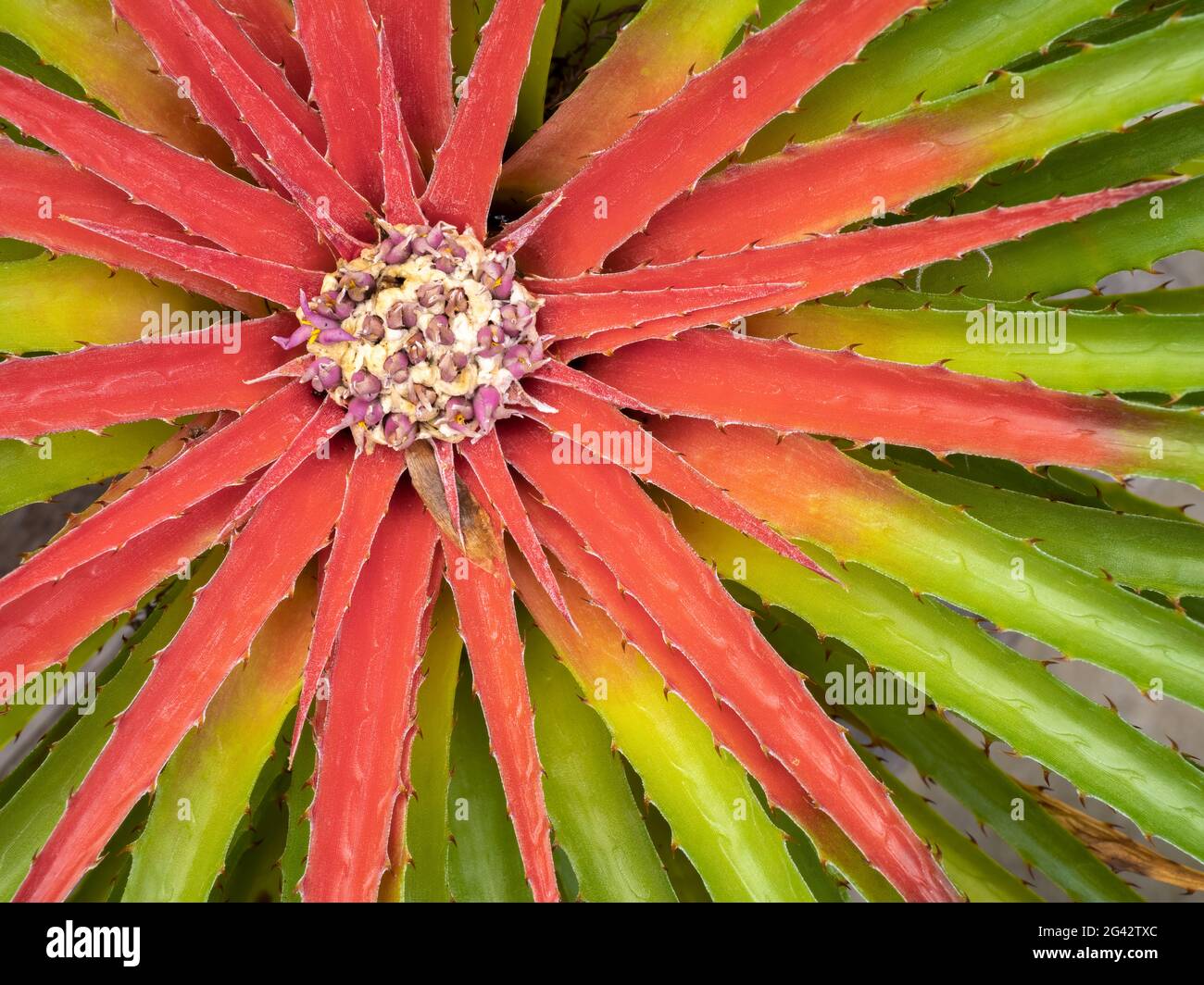 Primo piano di cactus con centro rosso Foto Stock