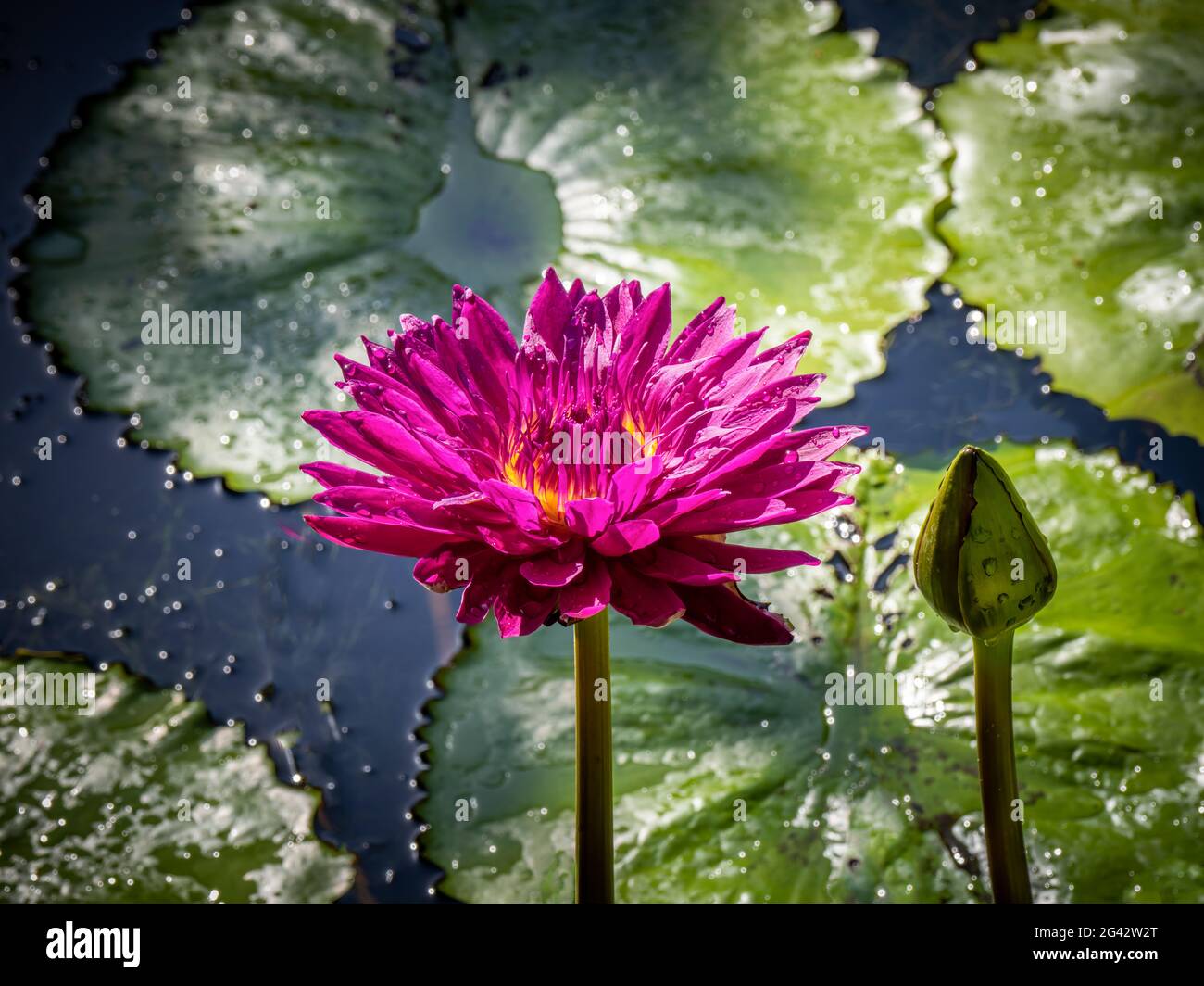 Primo piano del giglio d'acqua rosa (Ninfaeaceae) contro i rilievi di giglio sulla superficie dello stagno Foto Stock