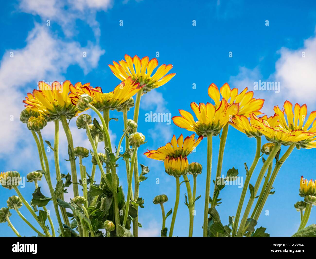 Primo piano di crisantemi contro il cielo blu con bianche nuvole soffici Foto Stock