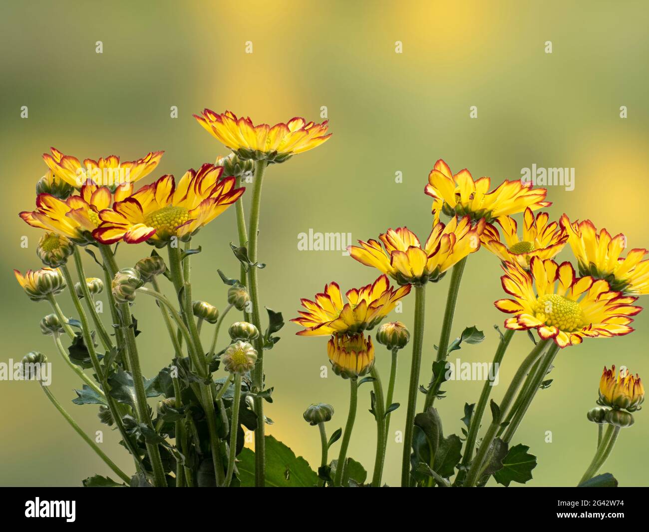 Close up di crisantemi Foto Stock