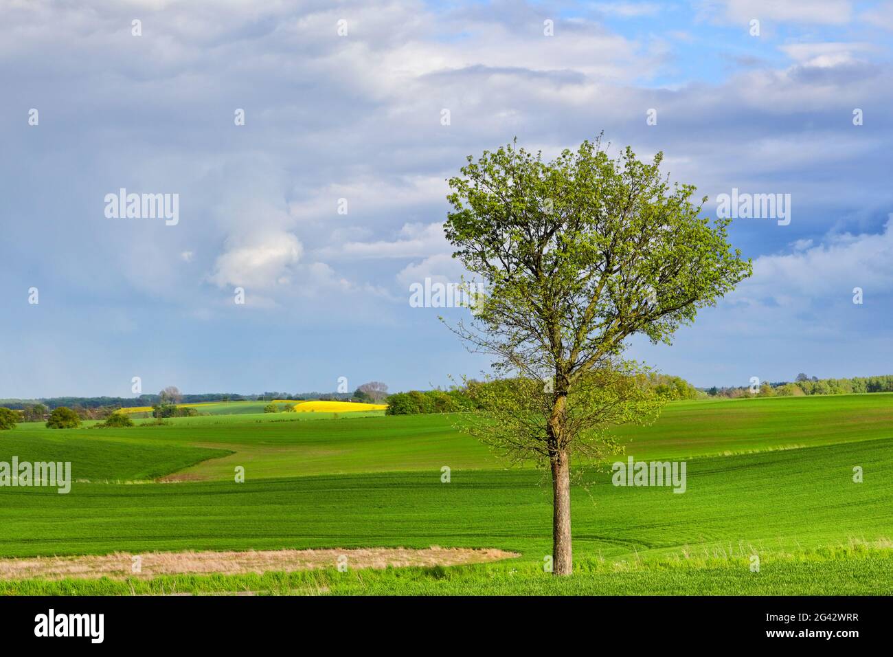 Ecoland in primavera Foto Stock