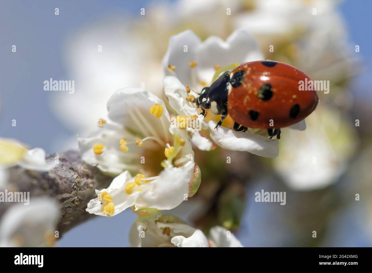 Ladybug a sette punti Foto Stock