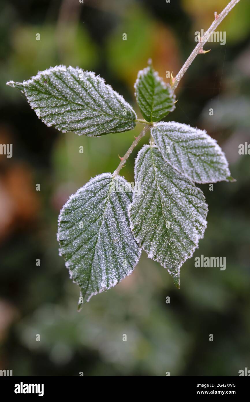Foglie di una branca di blackberry con brina bianca Foto Stock