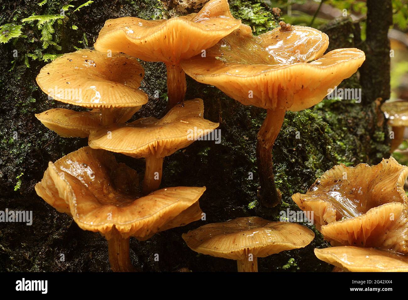 Spettacolare fungo di rustgill (Gymnulus junonius) Foto Stock