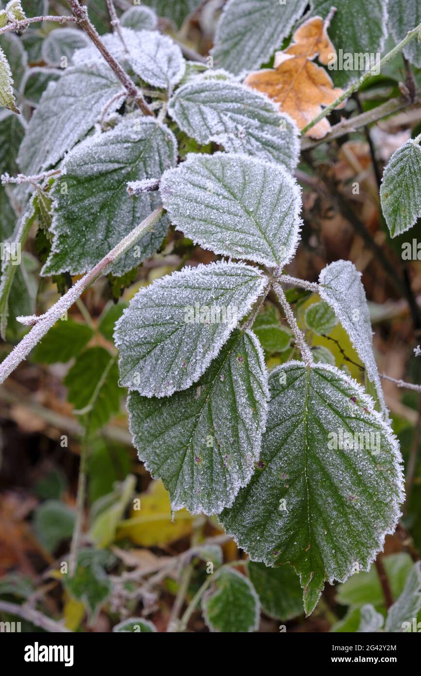 Foglie di una branca di blackberry con brina bianca Foto Stock