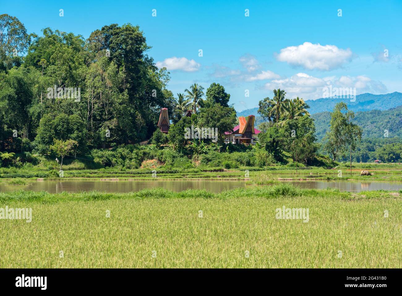 Paesaggio con risaie a Tana Toraja su Sulawesi Foto Stock