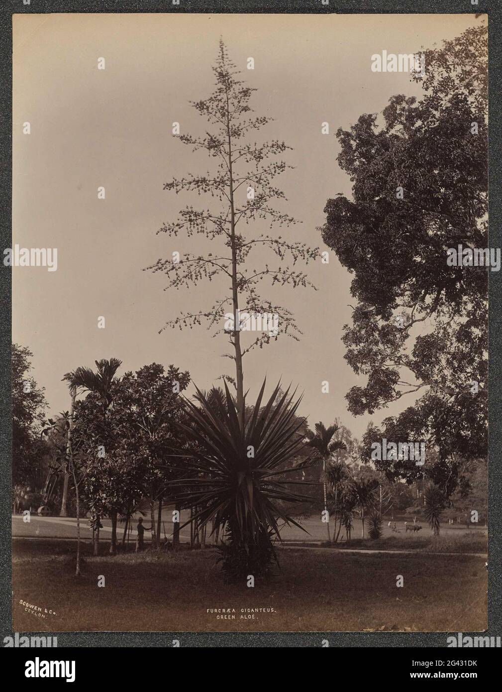Albero (Furcraea giganteus, aloe verde) in un parco, presumibilmente su Ceylon; Furcraea giganteus. Alloe verde. Parte dell'album con 50 foto di un viaggio attraverso il Sud-est asiatico. Foto Stock
