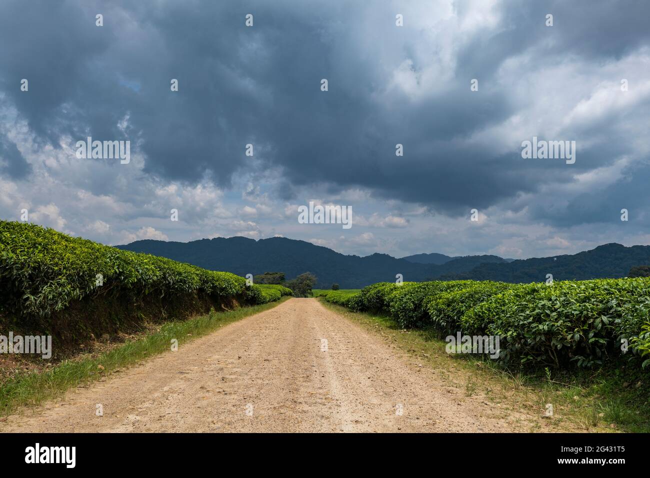 La strada della ghiaia conduce attraverso la piantagione di tè di Gisakura con le montagne del Parco Nazionale della Foresta di Nyungwe dietro, vicino a Gisakura, Provincia Occidentale, Rwan Foto Stock