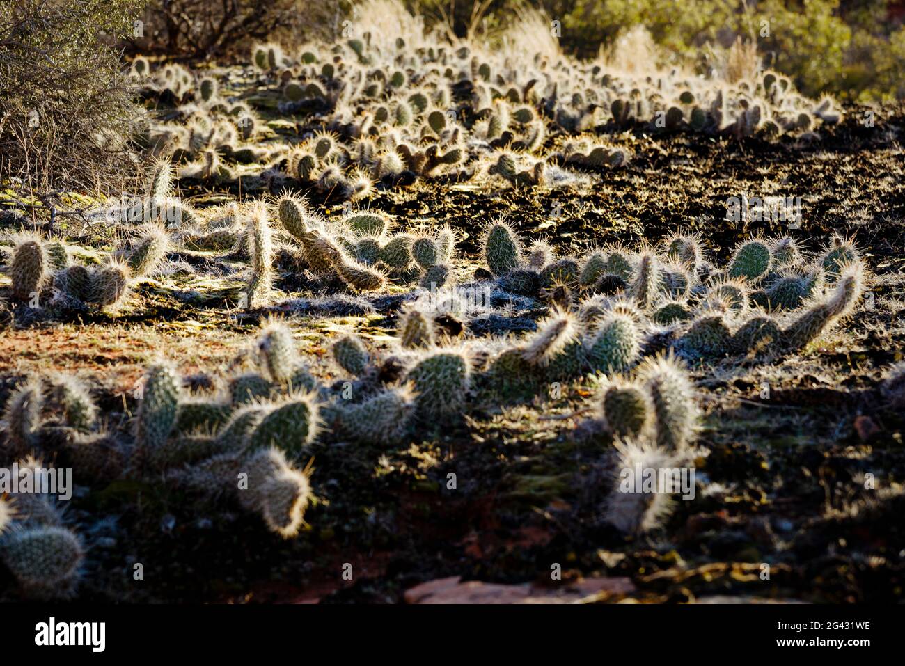 Cactus che cresce nel deserto, Utah, USA Foto Stock