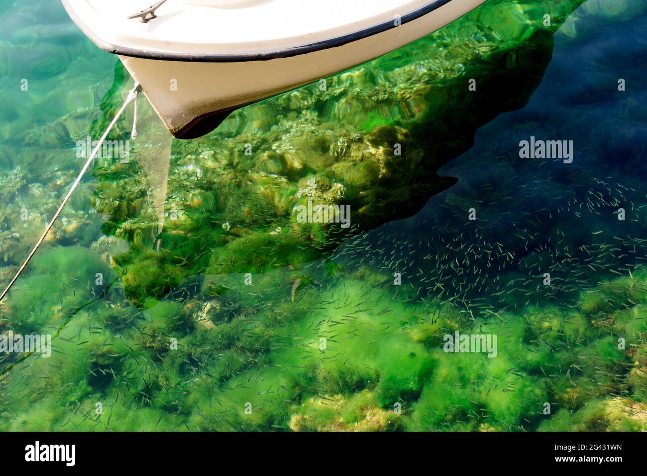 Una barca in acqua trasparente limpida con crescita verde su una zipline con molti piccoli pesci. Foto Stock