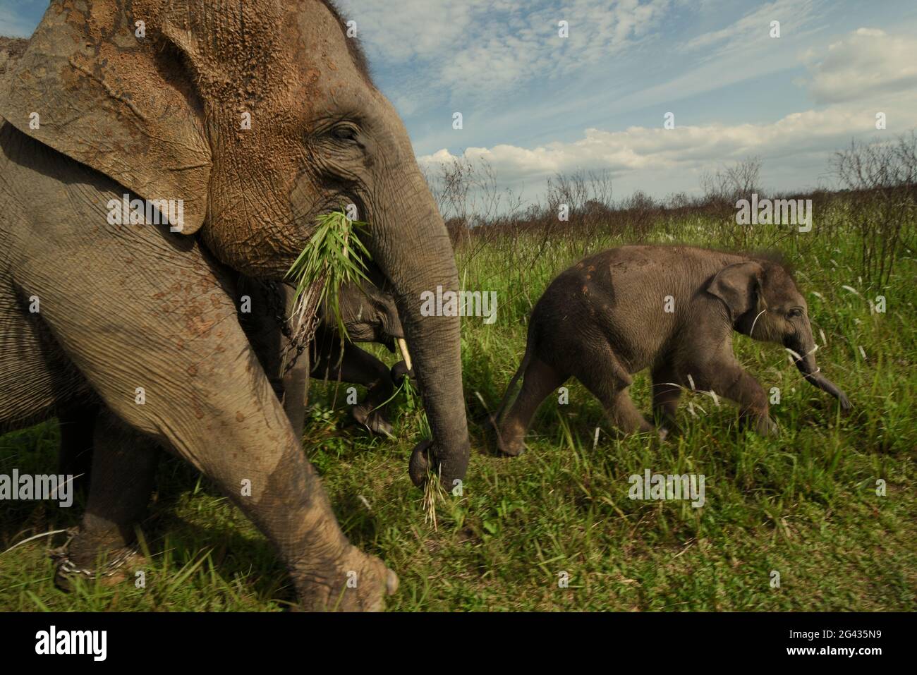 Un gruppo di elefanti che tornano al centro degli elefanti dopo che si nutrono sui cespugli nel Parco Nazionale di Kambas, Indonesia. Foto Stock